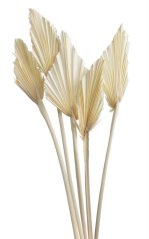 palm spear mini  (10 ks) - bělené