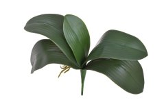 listy orchidea 36 cm