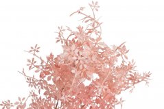 japonský javor - růžová