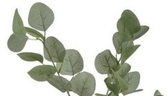 eukalyptus 90 cm - zelená světlá