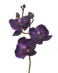 orchidej - švestková