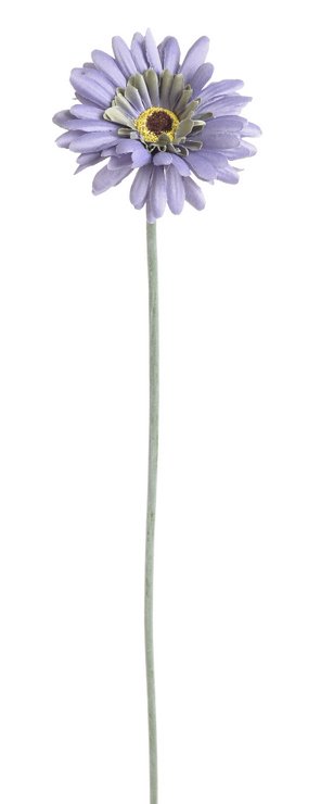 gerbera - fialová