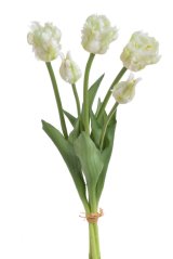 tulipán papouškovitý (5 ks) - bílá se zelenou kresbou