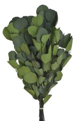 eukalyptus populus 150 g - zelená