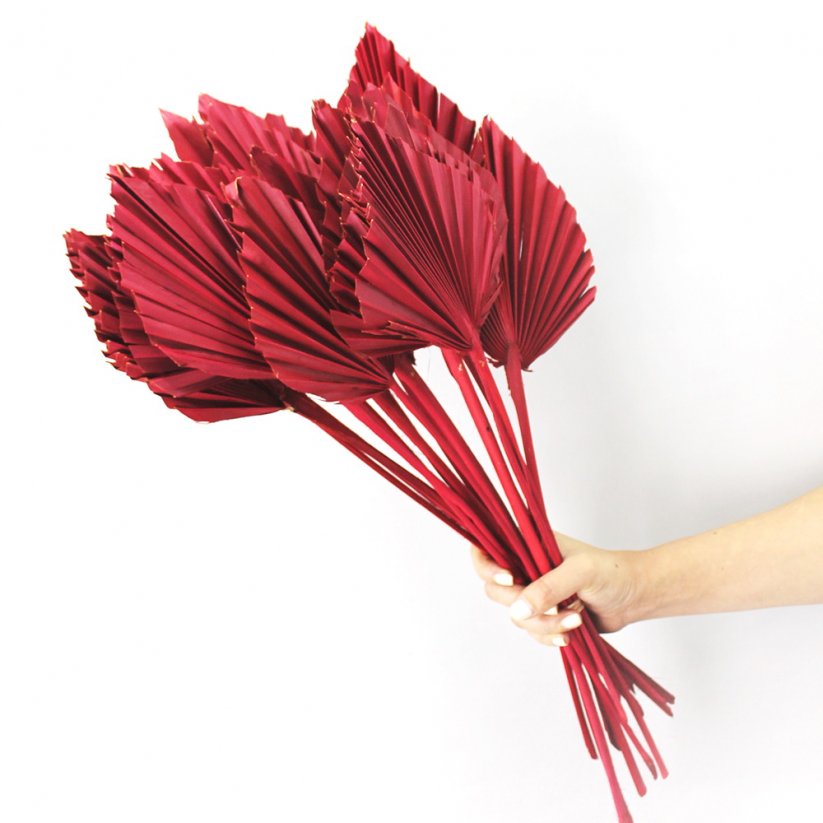 palm spear (5 ks) - červená