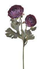 pryskyřník 50 cm - vínovofialová