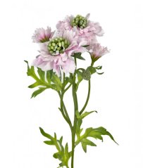 scabiosa 60 cm - růžová