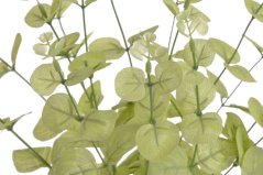 eukalyptus populus trs - sv. zelená