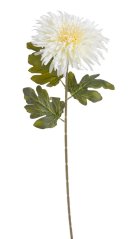 chryzantéma 72 cm - bílá krém
