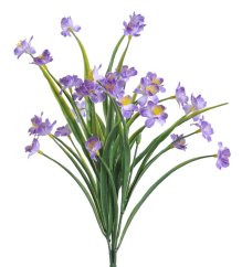 narcis mini - trs - fialová