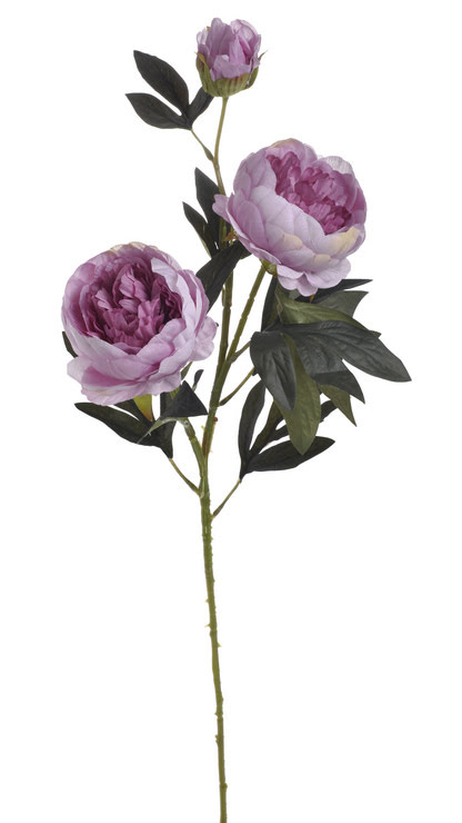 pivoňka velká 72 cm - fialovorůžová