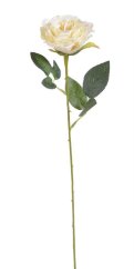 růžička 52 cm - krémová