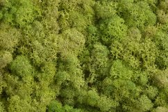 moss extra (100 g), islandský mech - sv. zelený