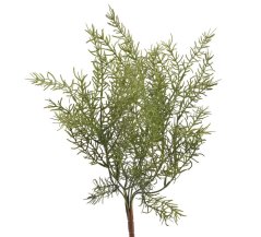 asparagus x7 43 cm - zelená