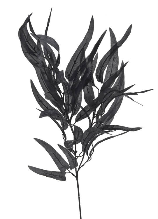 podzimní listy eukalyptu - černá podzimní listy eukalyptu - černá