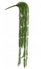 převislý sukulent (crassula muscosa) - zelená tmavší