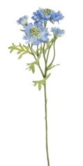 scabiosa 60 cm - modrá