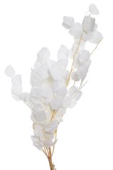 eukalyptus stabilizovaný (100 g) - bílá