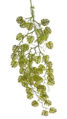 mini monstera převislá - zelená