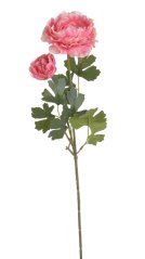 ranunculus 50 cm - růžová