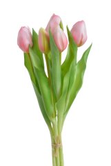 svazek tulipánů (5 ks) - světlá růžová