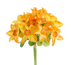 narcis svazek (12 ks) - žlutá