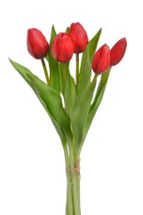 svazek tulipánů (5 ks) - červená
