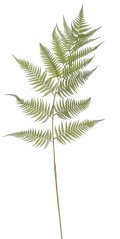 kapradina 160 cm - zelená