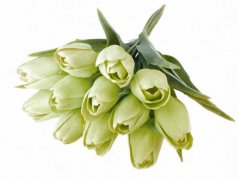 tulipán s listem (6 ks) - světlá zelená