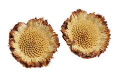 susanna rosette S., hlavičky(10 ks)