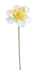 plnokvětý narcis - bílá se žlutým středem