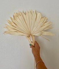 palm sun BLD (5 ks)