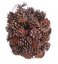šišky - borovice černá / pinus niger (500 g)