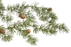 girlanda modřín 155 cm