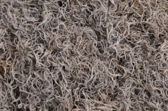 tilancia moss (300 g) natural