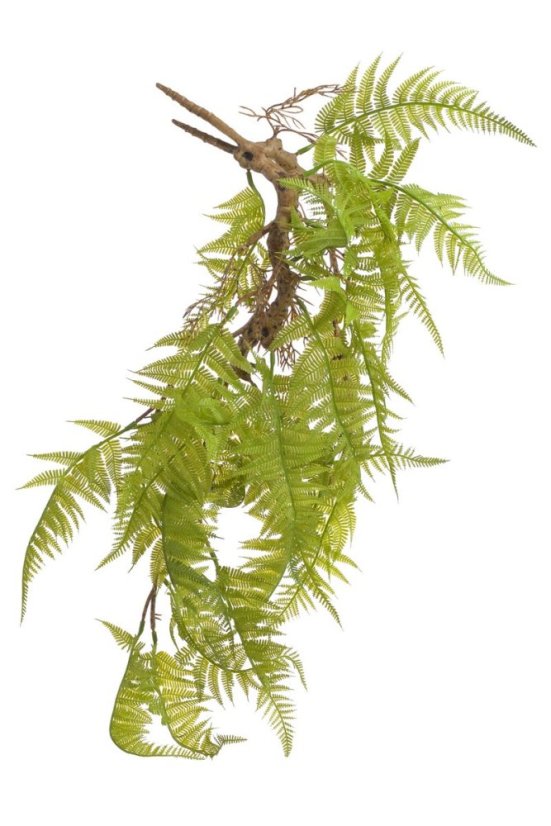 převislá kapradina 65 cm