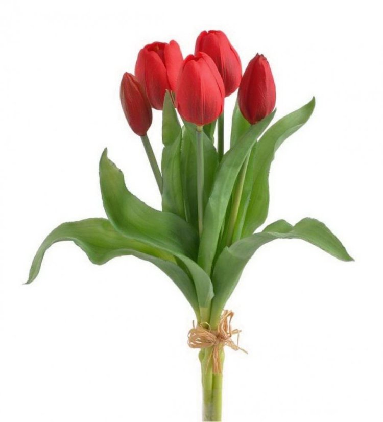 svazek tulipánů (5 ks) - červená