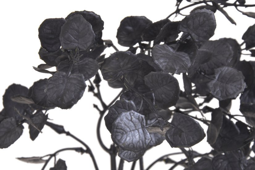 eukalyptus trs x5 - černý