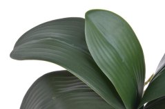 listy orchidea 36 cm