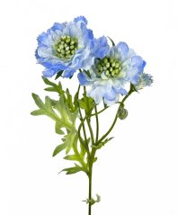 scabiosa 60 cm - modrá
