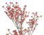 gypsophila 67 cm -  červená