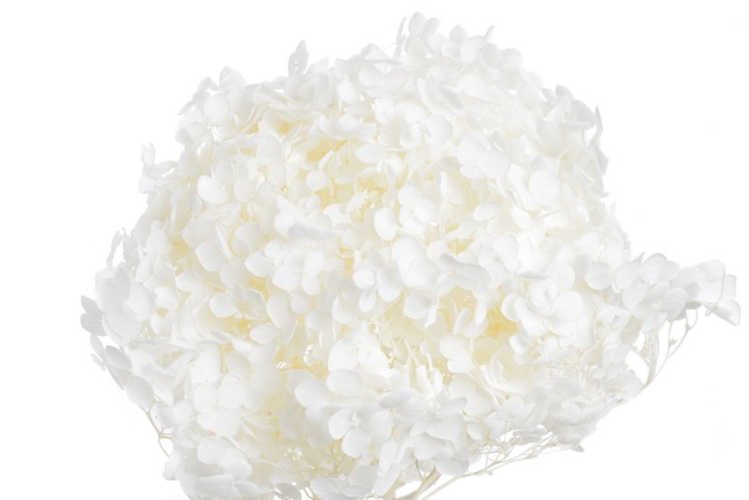 hortenzie sušená preparovaná - bělená