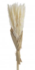 pampasová tráva sušená (20 ks) - bělená