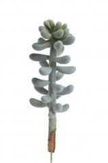 sukulent  pachyphytum 29 cm