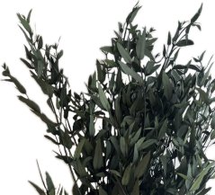 eukalyptus parvifolia 40/80 - zelená