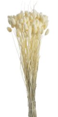 phalaris (70 g) - bělená