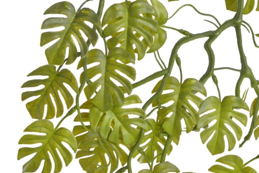 mini monstera převislá - zelená