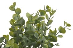 eukalyptus trs x5 - zelená