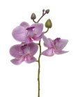 Orchideje