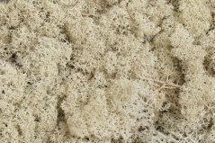 moss extra (100 g), islandský mech - bílý
